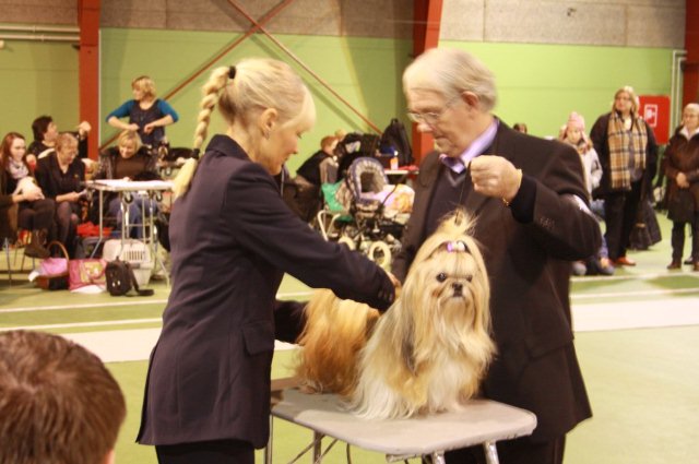 Shih Tzu Danmark